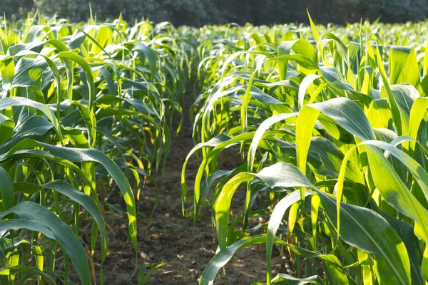 Corn plant.