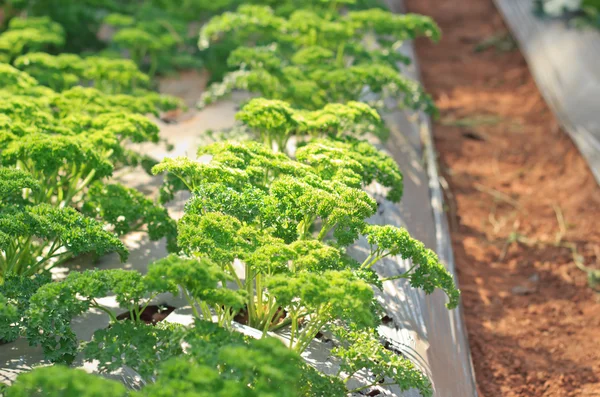 Curly parsley leaves closeup in the garden