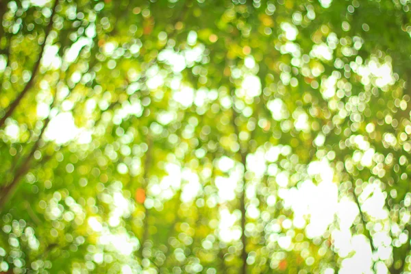 Natural green blurred background. Defocused green blurred backgr