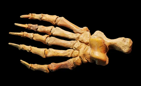 Fossilized bones