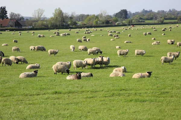 Sheep grazing in England