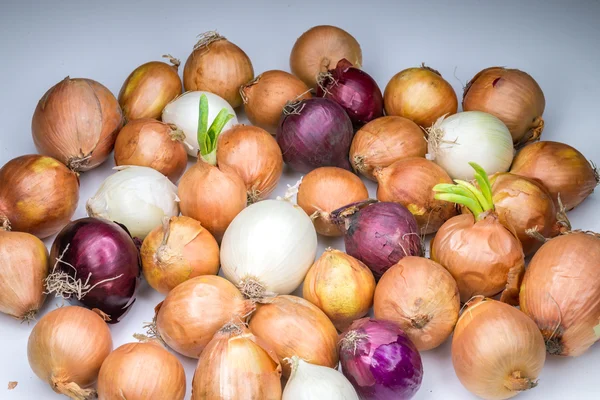 Real white red and gold onions group painted with light