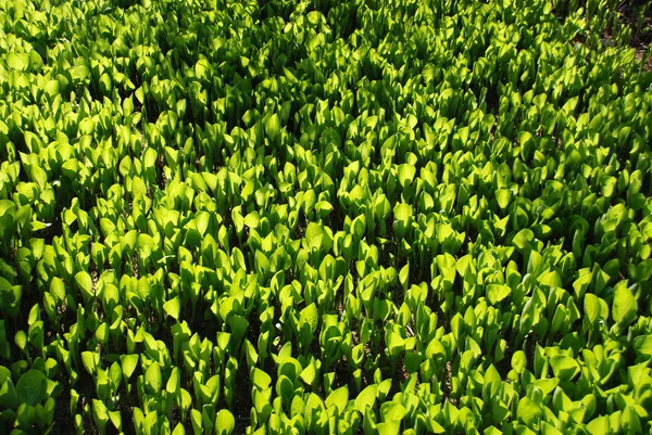 Plant wallpaper