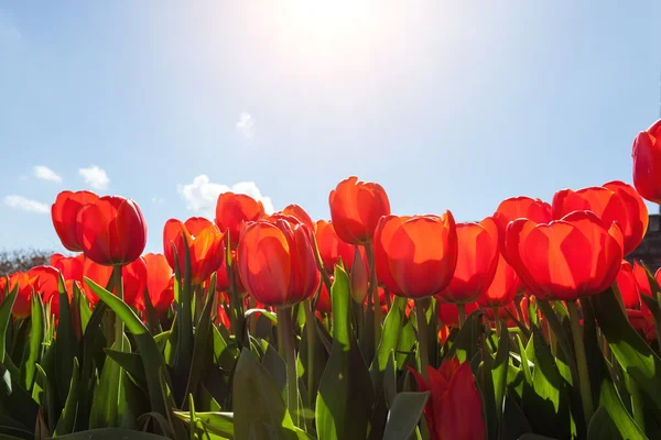 Beautiful red tulips against the blue sky, colorful flowers.