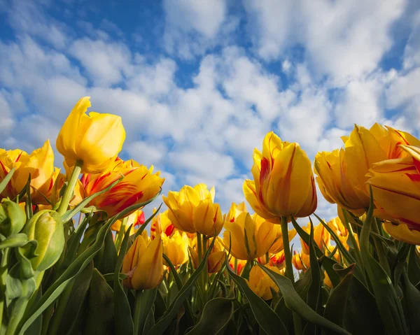 Beautiful yellow tulips against the blue sky, colorful flowers.