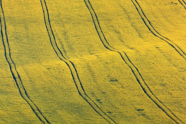 Beautiful yellow rapeseed fields in South Moravia