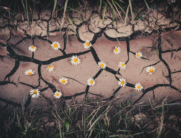 Background with brown dry crack ground, flowers and green grass