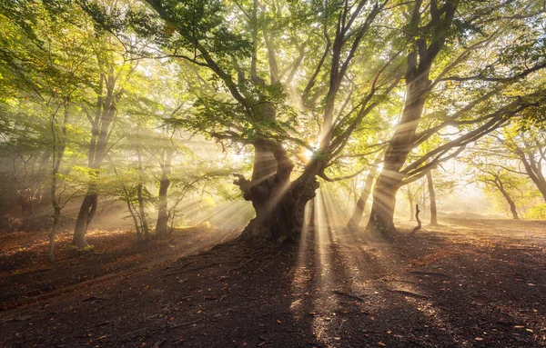 Magical old tree with sunrays in the morning. Foggy forest