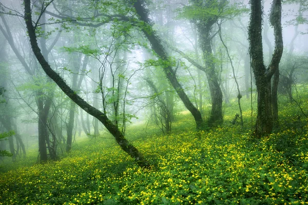 Mysterious beautiful forest in fog with green leaves and yellow