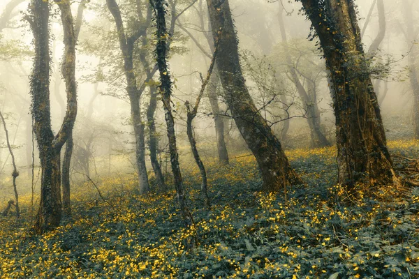 Mysterious beautiful forest in fog with green leaves and yellow