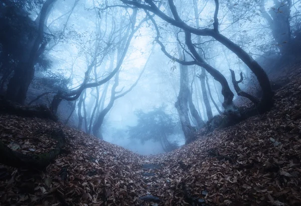 Trail through a mysterious dark old forest in fog. Autumn