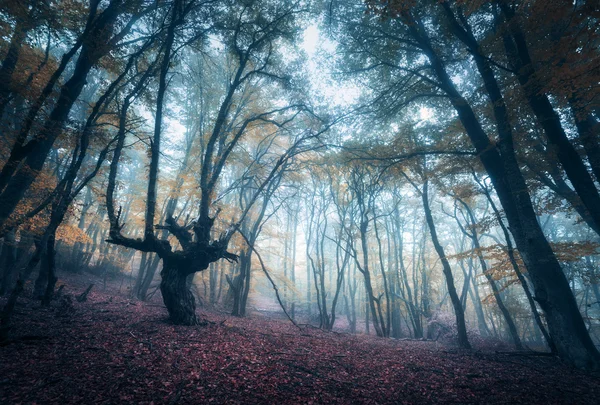 Scary mysterious forest in fog in autumn. Magic trees. Nature misty landscape