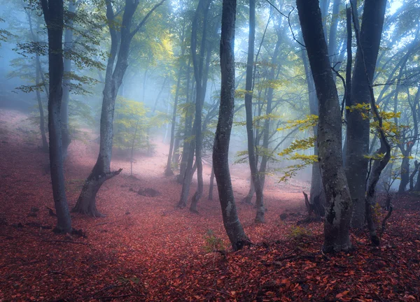 Beautiful magic forest in fog in autumn. Mysterious wood. Fairytale landscape