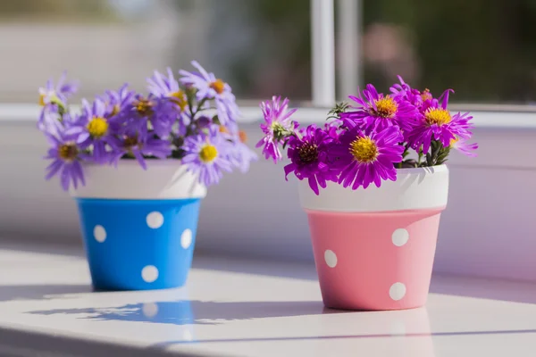 Two bunches of small purple chrysanthemums in spotted flowerpots