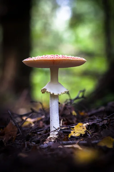 Fly agaric red in forest