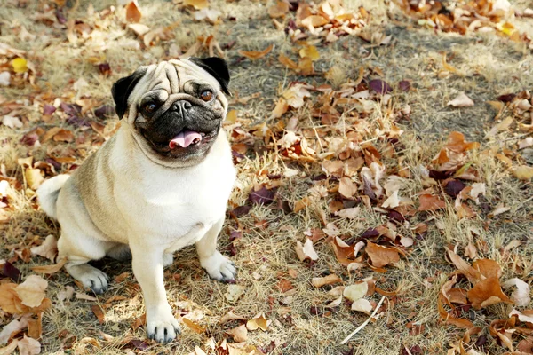 Funny pug dog in the autumn park