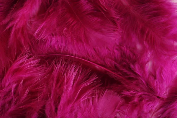 Purple feather background