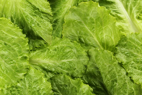 Fresh salad lettuce background