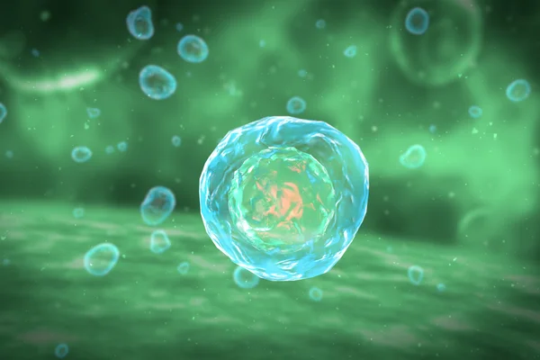 Cell Division Stages of Mitosis