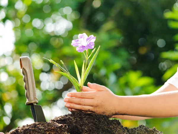 Child holding young plant in hands above soil
