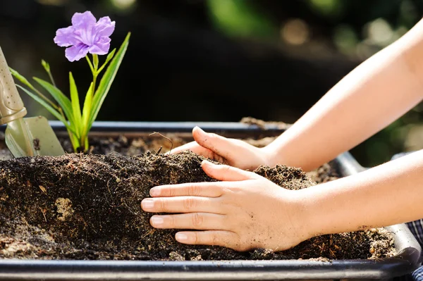 Child holding young plant in hands above soil