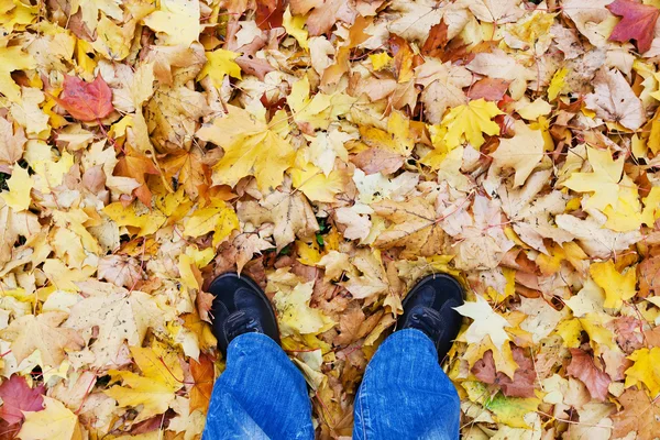 Autumn time life stile. Top view of mans legs, blue jeans and black sneakers, leather shoes. Dry autumn maple leaves background. Walking in park concept.