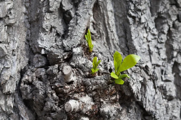 Growing up concept. Old poplar tree with young shoot and green leaves. Spring scene gray  trunk. soft focus