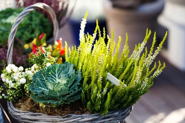 Various plants and flowers in a wicker basket. Decorative composition. Green energy still life image. shallow depth of field, soft focus