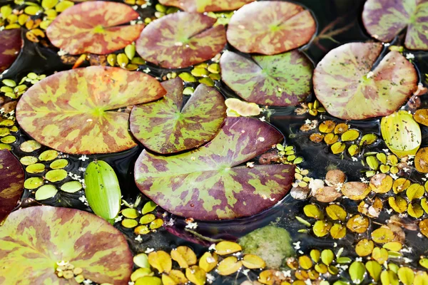 Water lilies textures pattern. Different kinds and sizes aquatic plants in a pond. Top view.