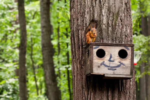 Red squirrel eating nuts on birdhouse. Wooden house with drawn comical funny face. summer forest background