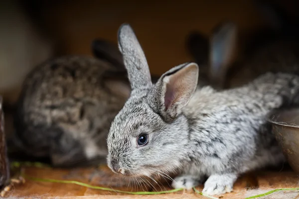 Small cute rabbit. Fluffy gray bunny on wooden background. soft focus, shallow depth of field