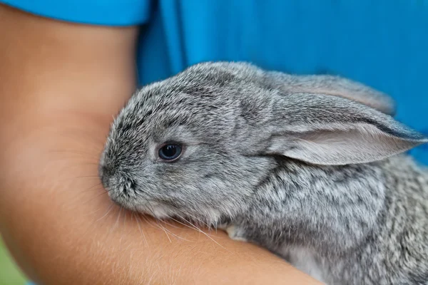 Cute baby rabbit in hand. Fluffy gray bunny texture skin. soft focus, shallow depth of field