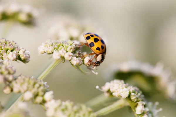 Macro photo orange ladybug. Lady bird on a top white flower. Soft and blurry garden background. Shallow depth of field, selective focus