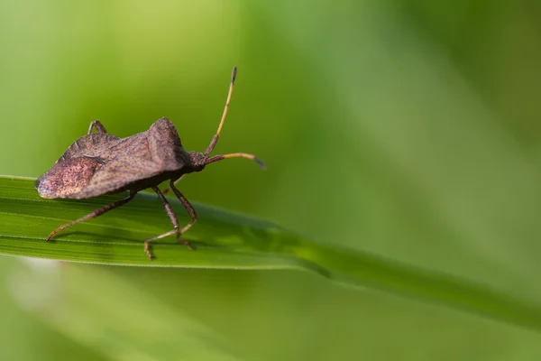 Brown shield bug. insect Pentatomidae on a green grass. macro view, shallow depth of field