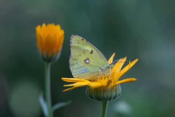 Butterfly Colias hyale pale clouded yellow sitting on orange flower. Green background. macro view, soft focus. shallow depth of field