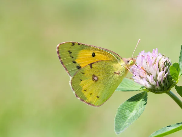 Yellow butterfly Colias hyale pale clouded on clover flower. Summer time landscape. macro view, soft focus