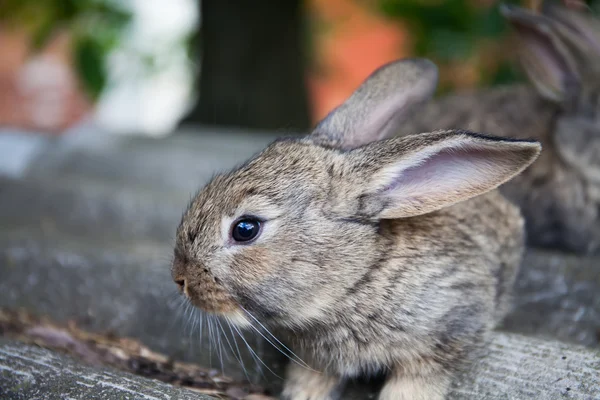 Fluffy bunny macro view photo. gray rabbit, shallow depth of field, soft focus