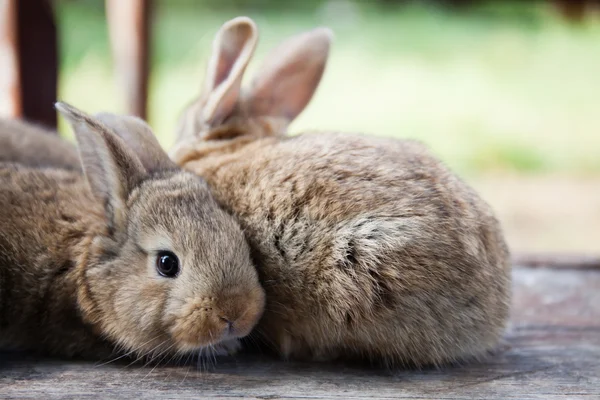 Two fluffy bunny, close-up photo. pet rabbit, shallow depth of field, soft focus. funny animals concept