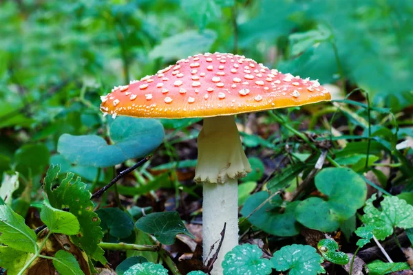 Fly-agaric amanita mushroom, green leaves background, macro view