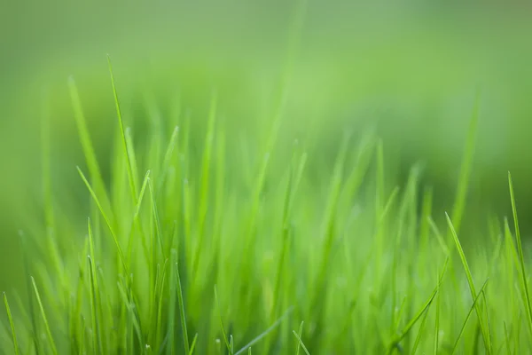 Green grass field textured background, macro view. soft focus. shallow depth