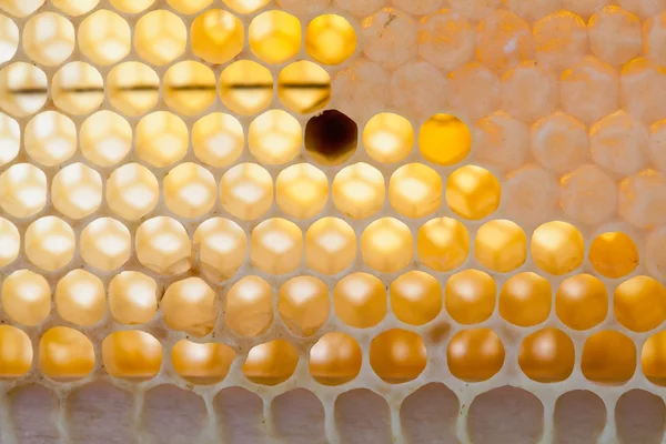 Macro view natural, organic honeycomb cells with raw honey. soft focus photo.