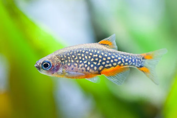Danio margaritatus Aquarium fish