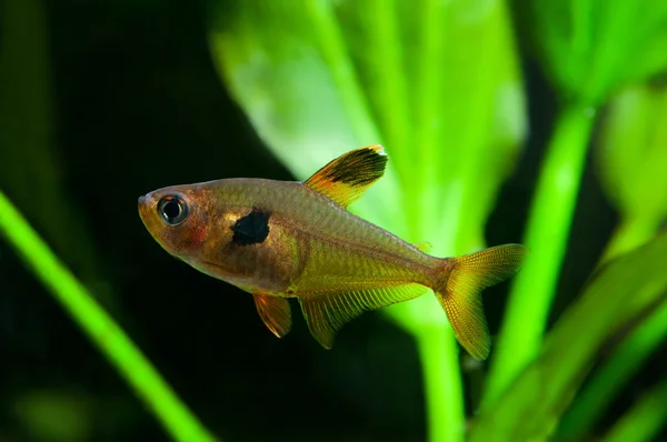 Rosy Tetra Aquarium fish