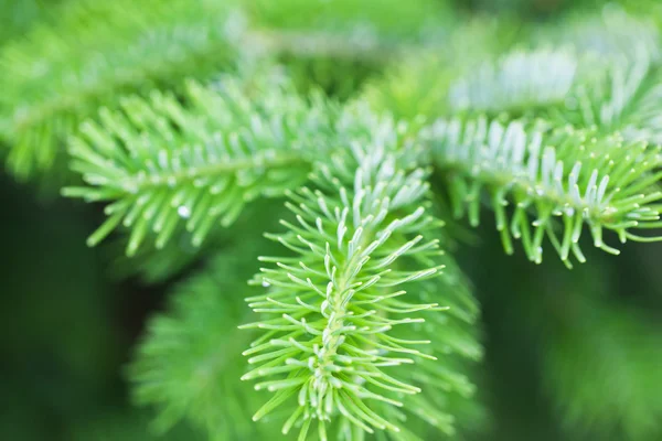 Natural green spruce branch. Fir tree