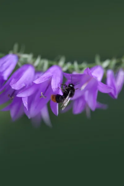 Bumble bee on the Bell flower. Small violet flowers on the stem.