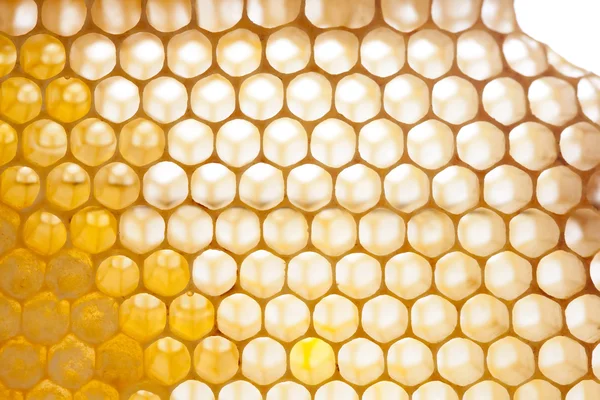 Organic honeycomb texture with fresh honey. closeup combs.