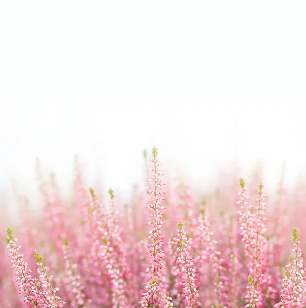 Field of natural, organic heather flowers. Small violet, pink color flower.