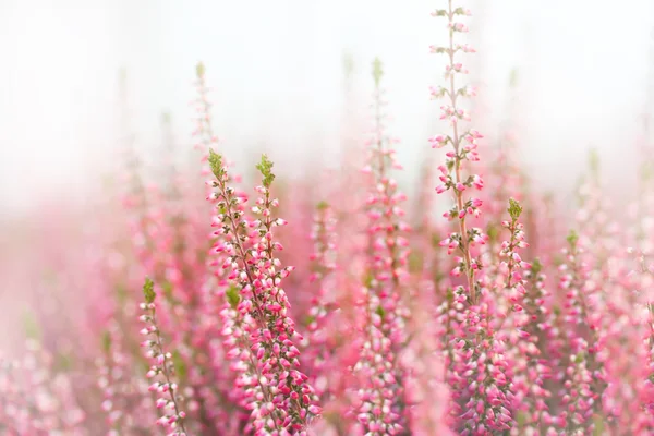 Classic heather flowers. Small violet, pink, lilac aromatic herbs. white background. Soft focus.