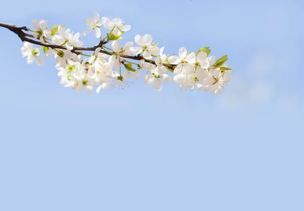 White apple tree flowers. blue sky background. copy space, copytext. Soft focus