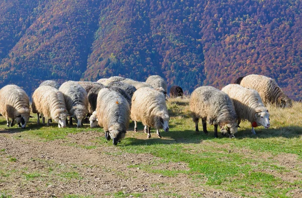 On pastures near the beautiful mountain peaks live in huts Hutsul shepherds Ukraine herding sheep in summer